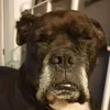 alfredthecreammachine