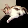 tatypadilha2