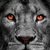 king_official528