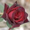 arslanahmed_29