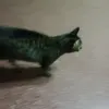 miamigomeanoto