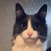 freakingcat