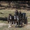 almostheavenclydesdales
