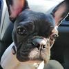 tavi.frenchbulldog