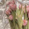 tulip_obbsesion4