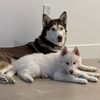 mayanoah.huskies