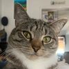 babethecat