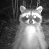 00_raccoon_00