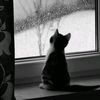 lly.26_