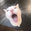 nnaellsc