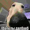 tqnjbaun