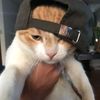kucingneko122