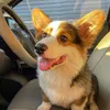 ollie.the.corgi