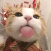 thichbanhhsu