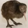trutigwiefje