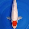 sawangan_koi