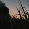 coca_vipessi