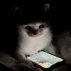 amphibia_fan_uk