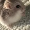 pebblesxkatie