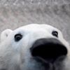torontothepolarbear