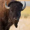bison.man