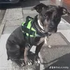 bullydog.misty