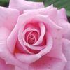 karenpeterson673