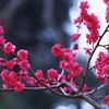 sakura_winter1