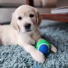 ainsley.the.golden