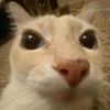 davo_560