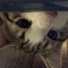kiuchinhqa0