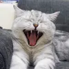 stoschua_