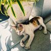 simbasikucing21