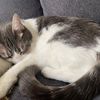 ilovemycatss37