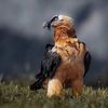waleed_ali66
