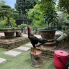 quang_799