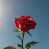 noor_official1995