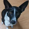 bordercolli21