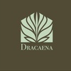 Dracaena