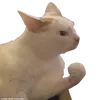 dizzydecay