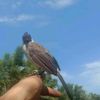 masterkutilang