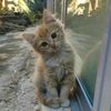 cutekitty298