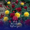 rokeyaakter7536