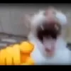 thichxedien