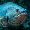 therealgoliathgrouper