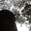 dvarrr1