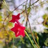 ayesha.mazumder2