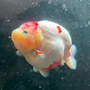 Bối Goldfish