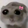 urlocalsadhamster