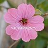 vaccaria2525